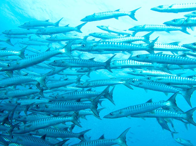 'Shoal of Chevron Barracuda' - Joels Shoal, PNG