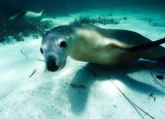 'Curious pup' - Jurien Bay, WA