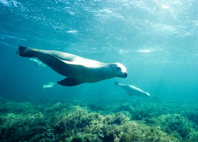 'Two Sealions' - Jurien Bay, WA