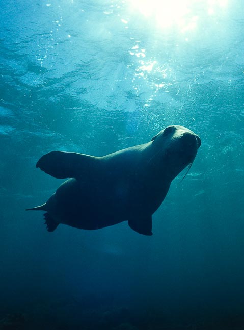 'Silhouette' - Jurien Bay, WA