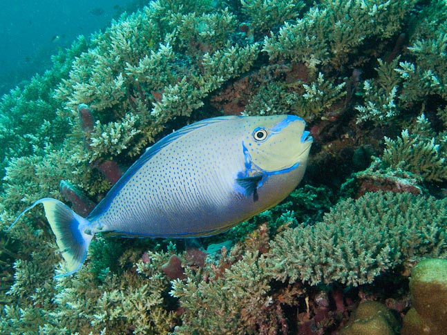 Bignose Unicornfish - Inglis Shoal, PNG