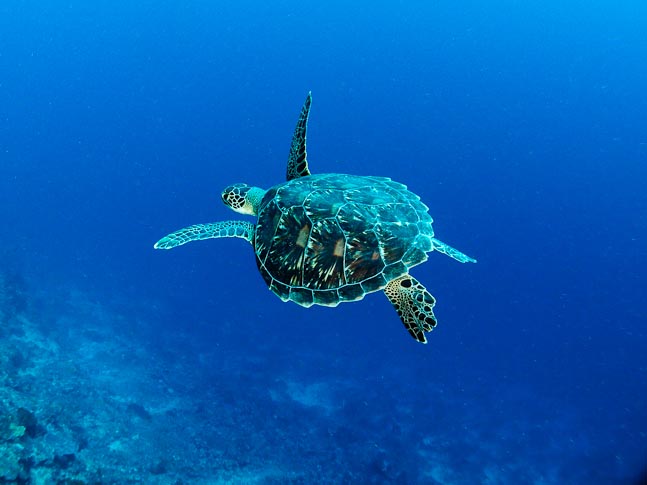 Turtle and Coral Slope - Bunaken Timor, Sulawesi, Indonesia