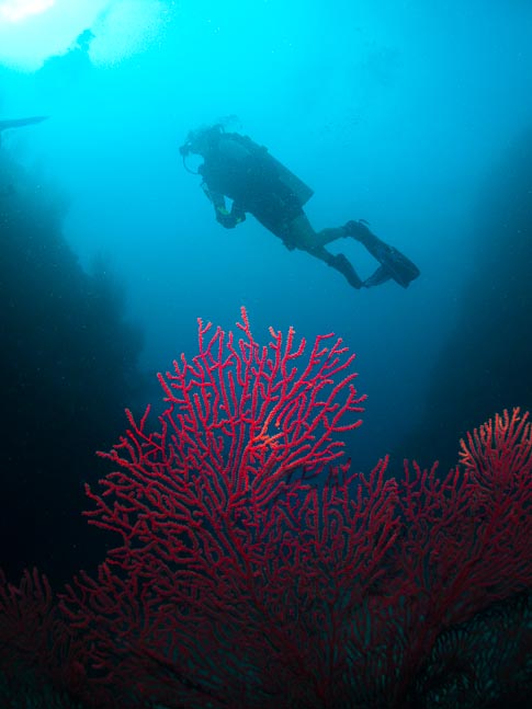 Aleisha and Seafan - Susans Reef, PNG