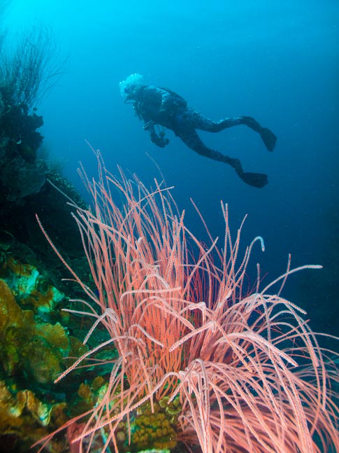 Gerard and Seawhip - Susans Reef, PNG
